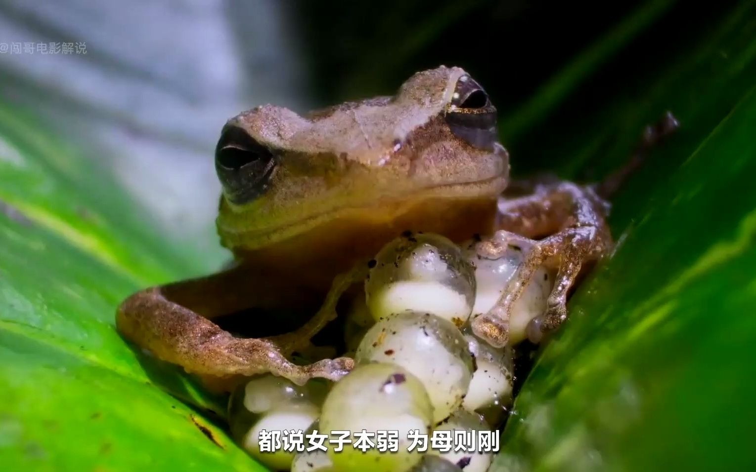 岛上只有最小的动物才能活下去,小生命对抗灭顶之灾!