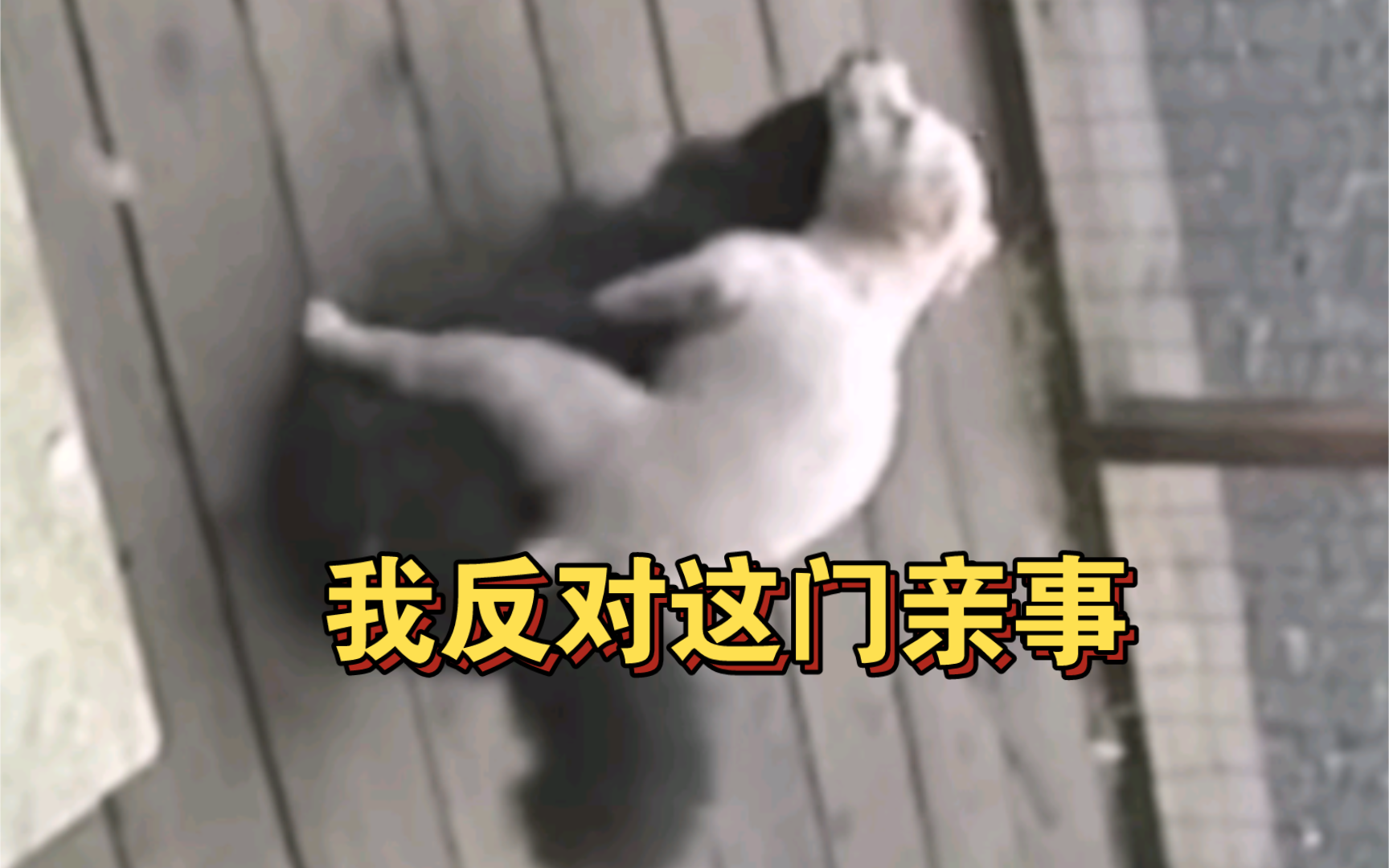 我反对这门亲事!