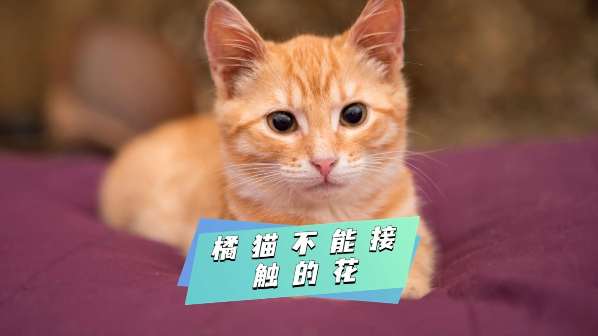 养了橘猫后,要知道的常见花卉黑名单!
