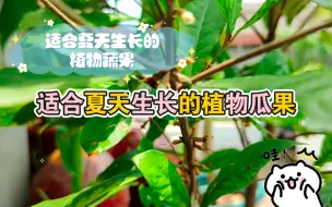 Télécharger la video: 适合夏天生长的植物蔬果，今天说说神秘果