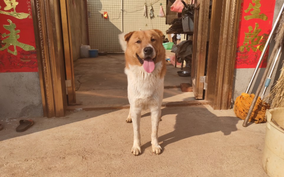 [图]灵犬小黄给大家拜年了，祝大家新年更幸福！