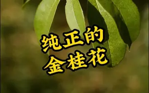 纯正的金桂花