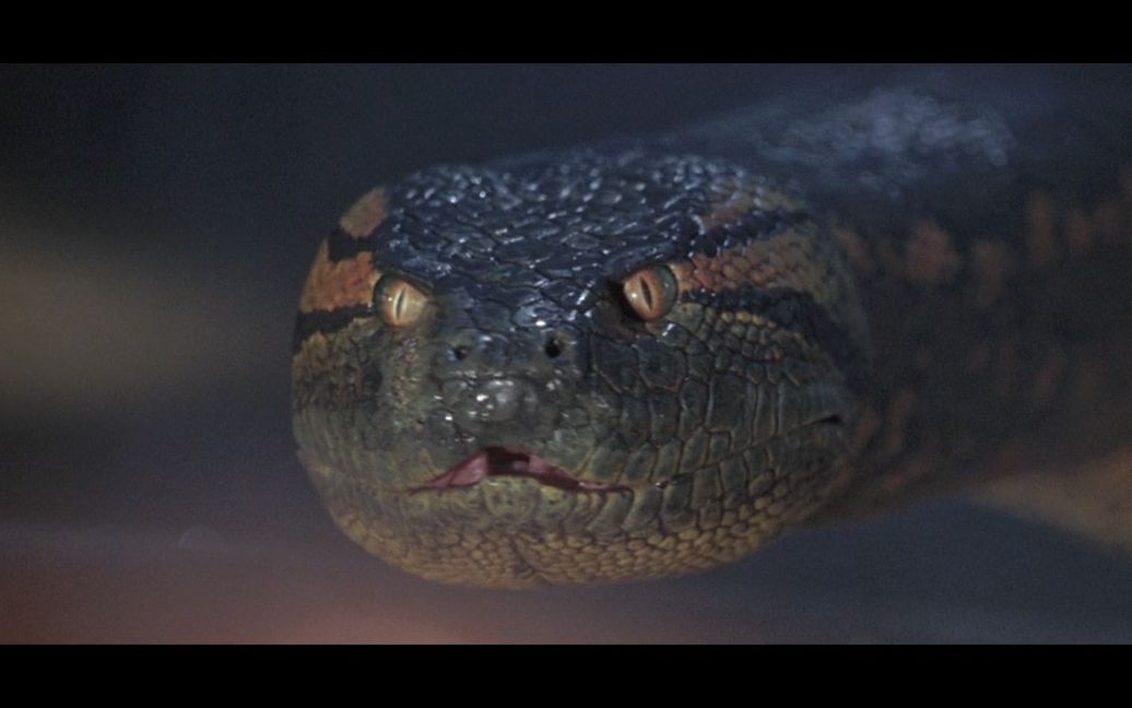 蟒蛇 巨蟒 恐怖惊悚电影 狂蟒之灾 震撼场面