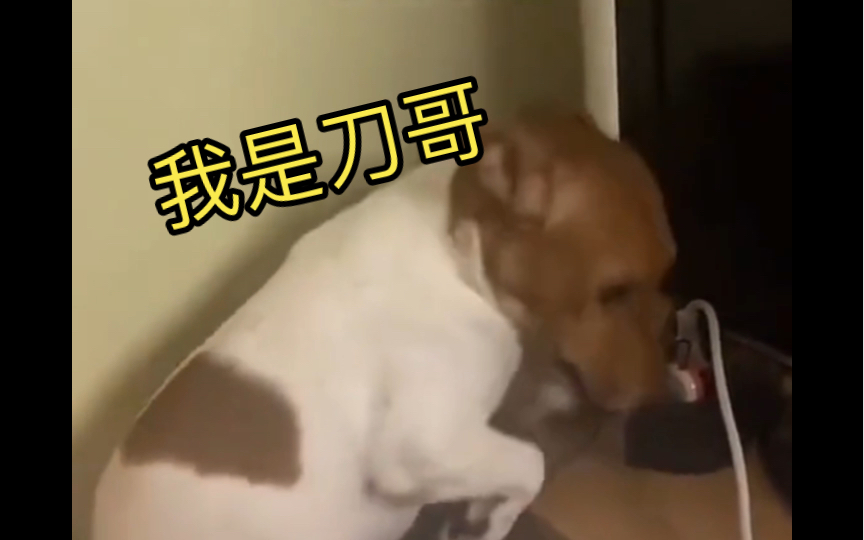 刀哥被崩直醒了以后患上了脑震荡,腿也被崩瘸了