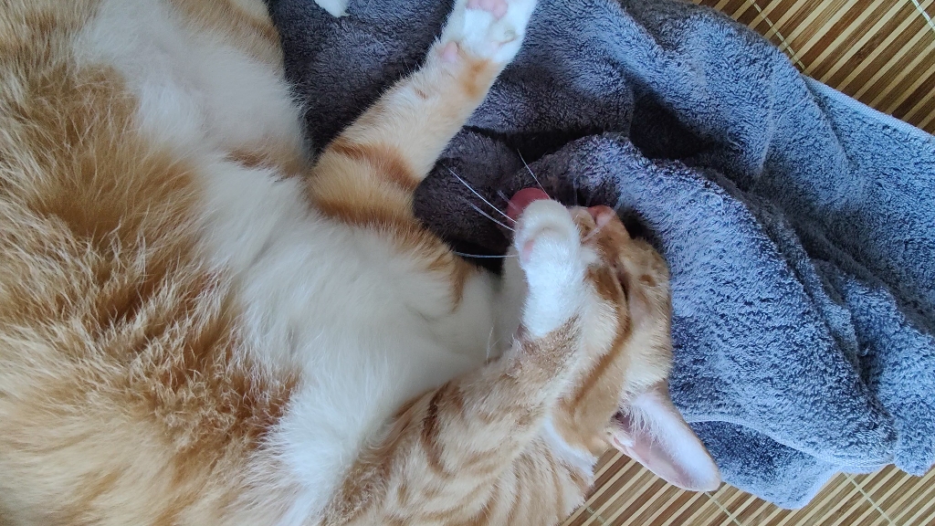 【安安】厉害的小猫咪都会自己洗头