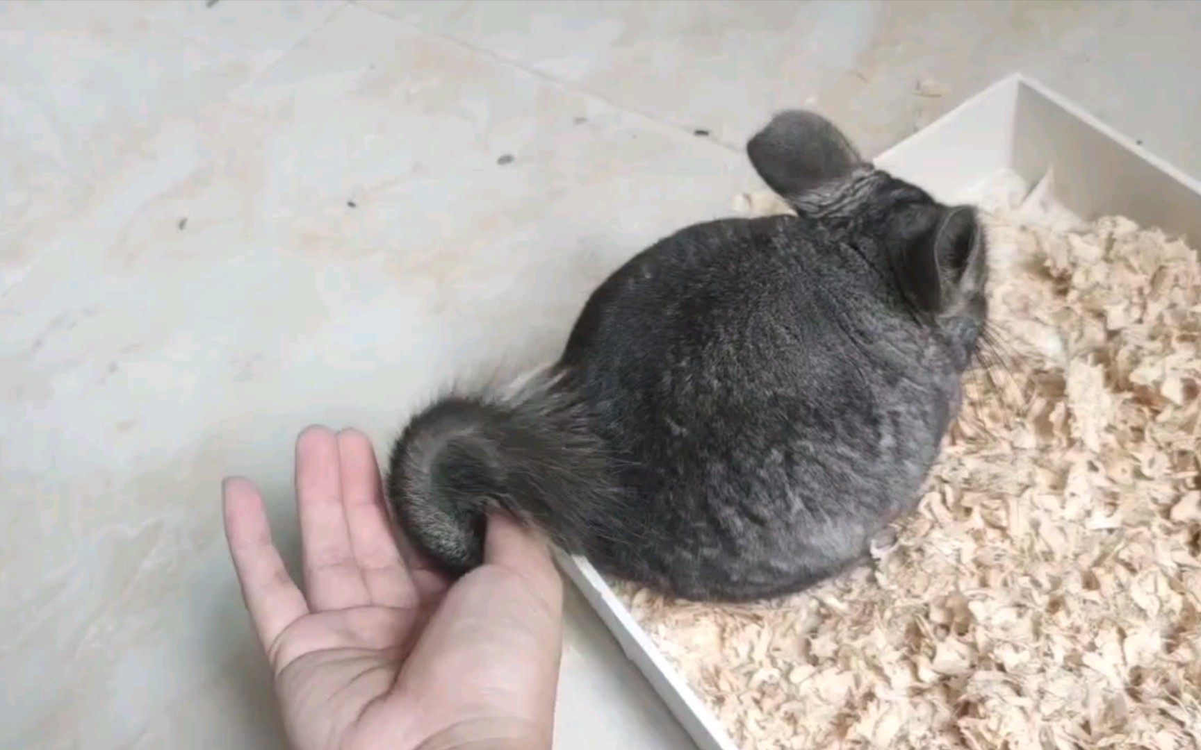 龙猫玩玩芝麻糊的大尾巴