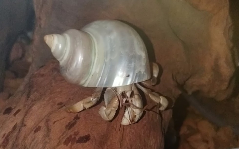 副腿卡壳里了,后来左边腿又断了,蜕皮后又不咋看得出来了澳洲陆寄居蟹