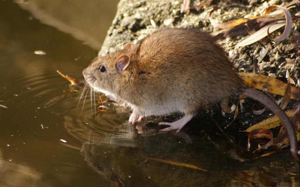 澳洲老鼠泛滥,密集程度让人吃惊,地面上密密麻麻都是耗子_哔哩哔哩