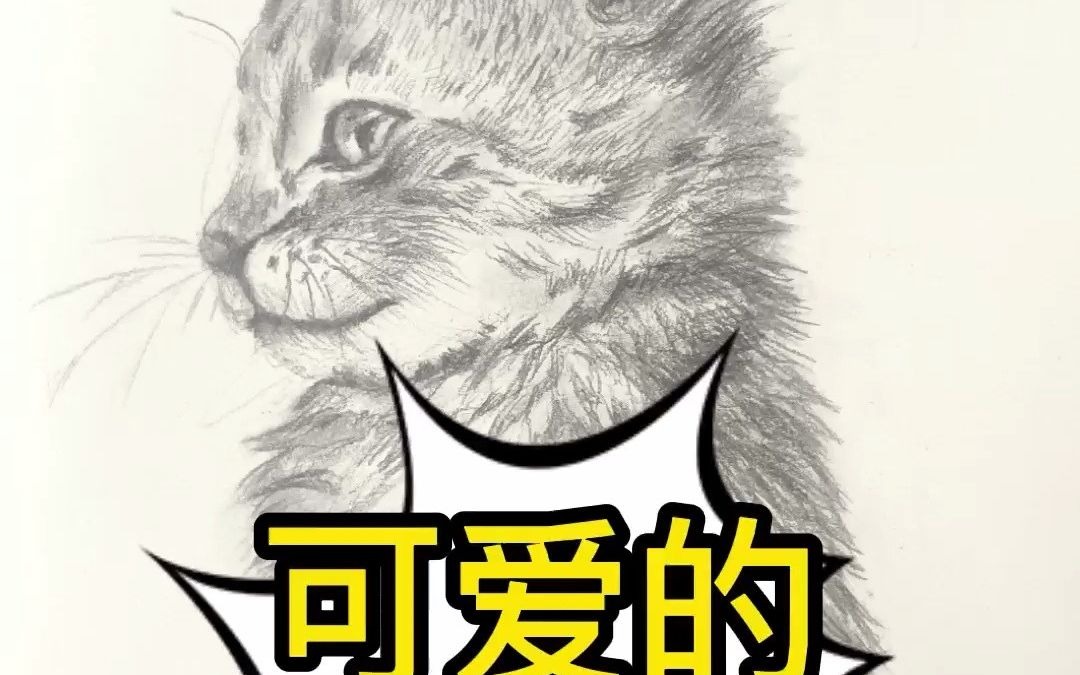 来看看怎么画好你的素描猫咪吧!
