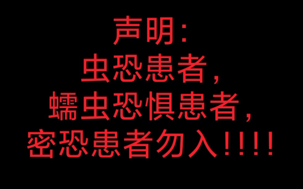 中奖系列,野采灯蛾幼虫样本惨遭寄生,寄生者身份不明待孵化,万万想不到电视上看到的竟然被我看到了,,,哔哩哔哩bilibili