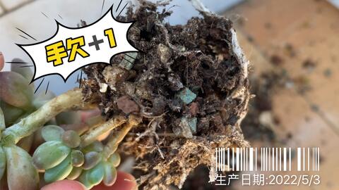 平丸出新刺了 是翠平丸么 感觉刺不够粗犷 另外刚买的普通岩 牡丹和顶花球正在服盆中 哔哩哔哩 Bilibili