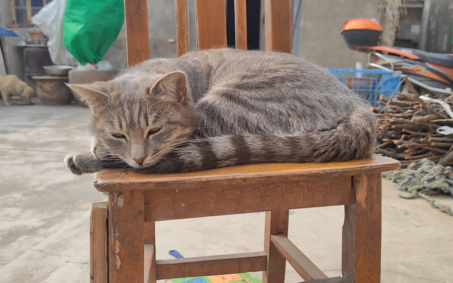 93咱家的小懒猫,你怎么这么可爱呀!