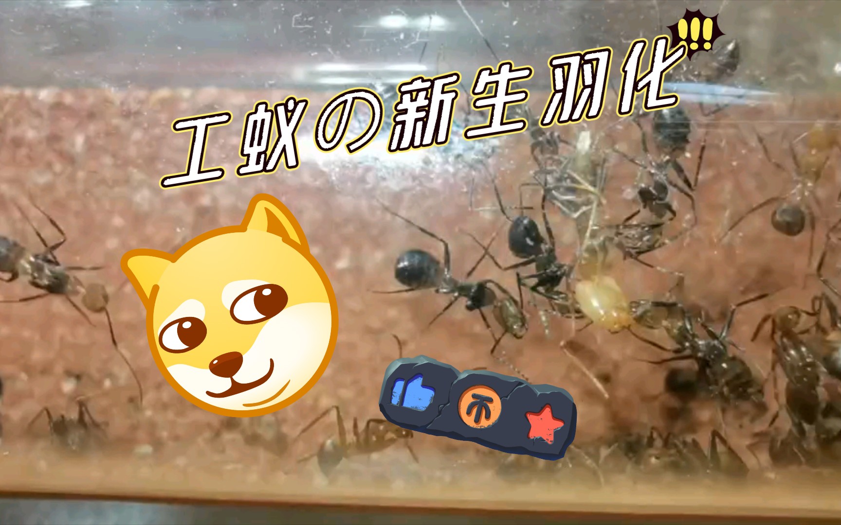 尼科巴弓背蚁的大工羽化