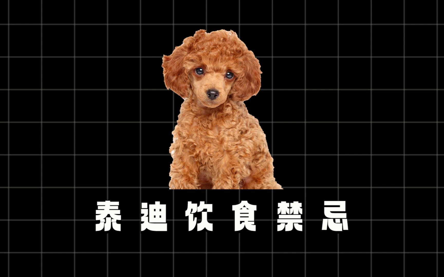 泰迪能吃和不能吃的东西,你知道吗?哔哩哔哩bilibili