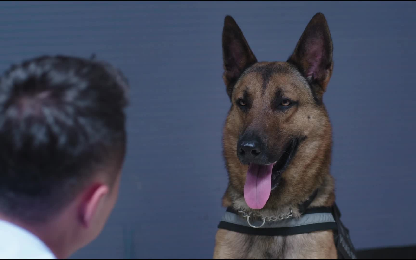 警犬来啦:地下赌神不肯招供,警犬华哨和他赌一把,一个回合赌神就服了