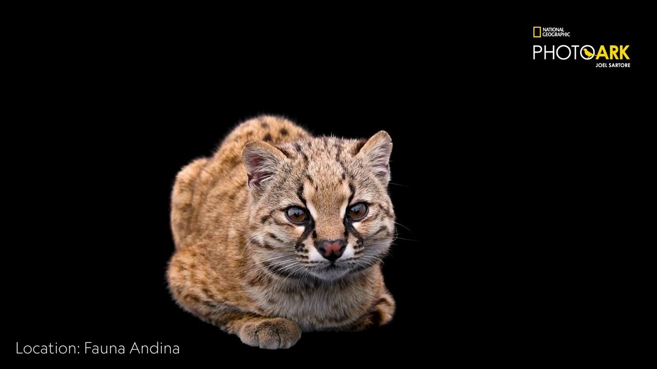 国家地理摄影师拍美洲最小野猫güi09a