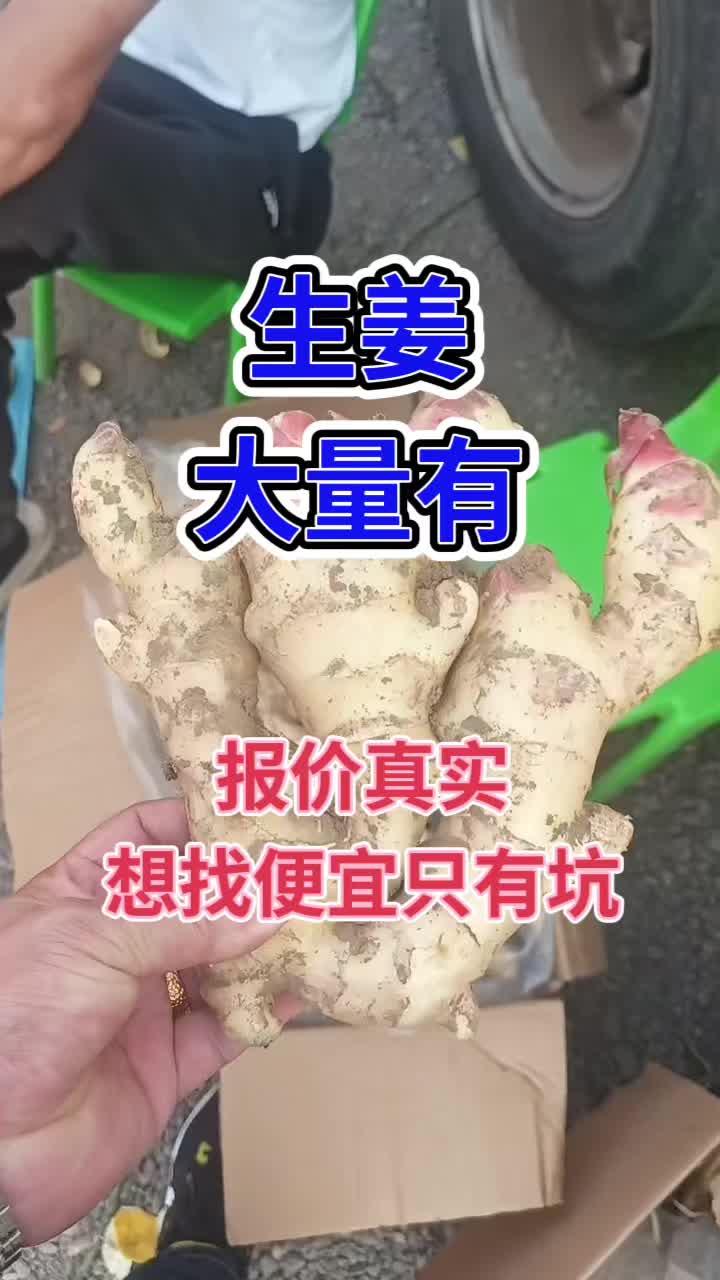 生姜产地 鲜姜行情 老姜 生姜种植哔哩哔哩bilibili