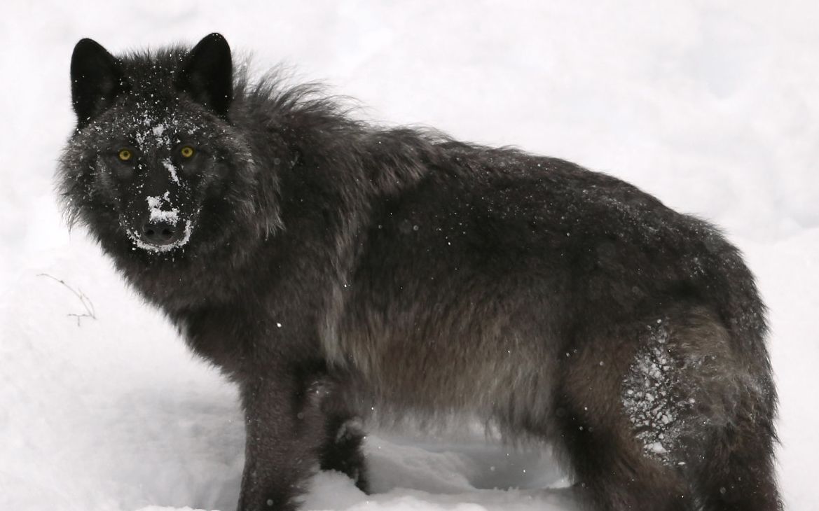 4k高清:雪地里灰狼在进食一头北美野牛