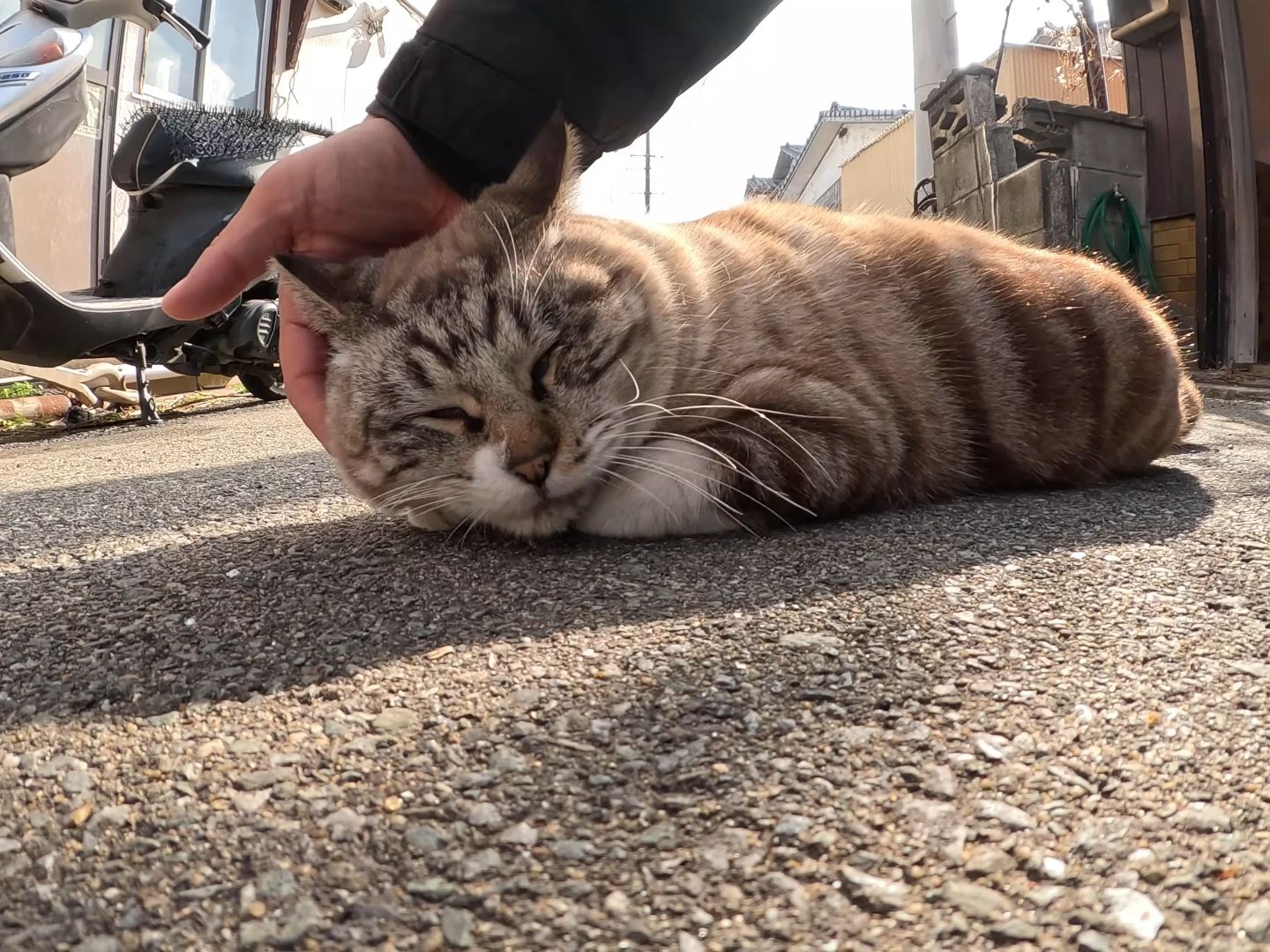 [云吸猫]一只身上有漩涡图案的猫正在接受人类的按摩.