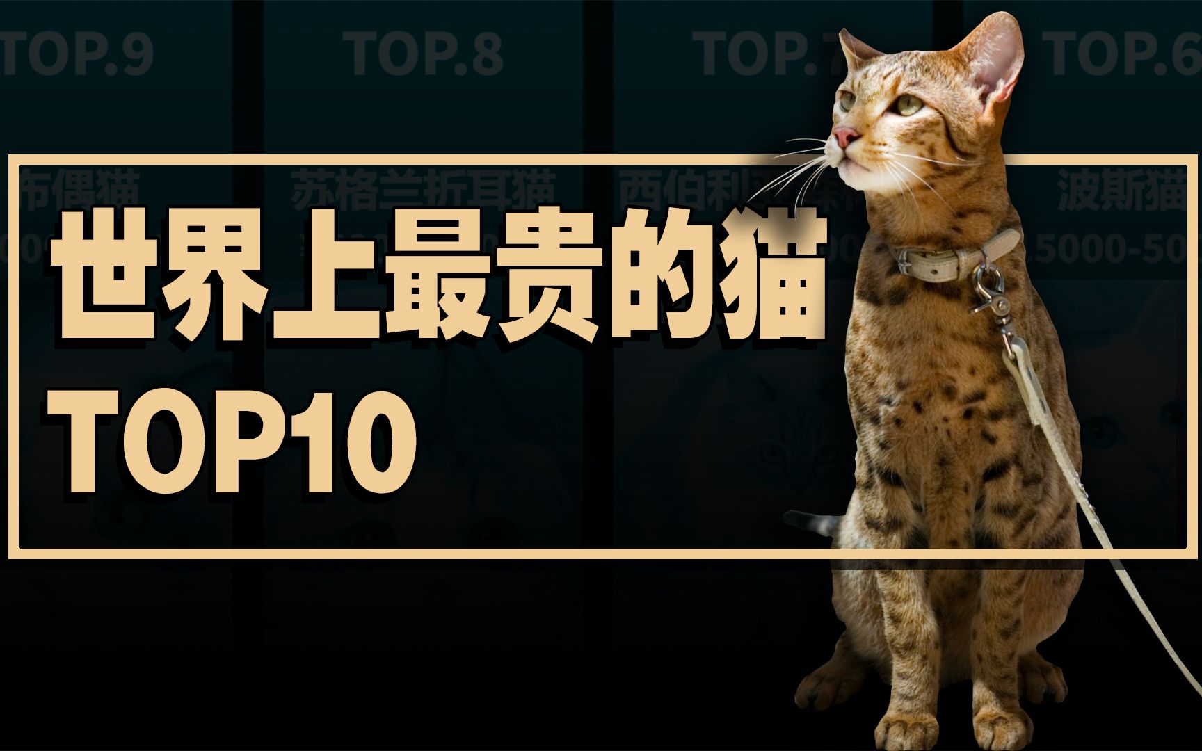 盘点世界上最贵的猫TOP10哔哩哔哩bilibili