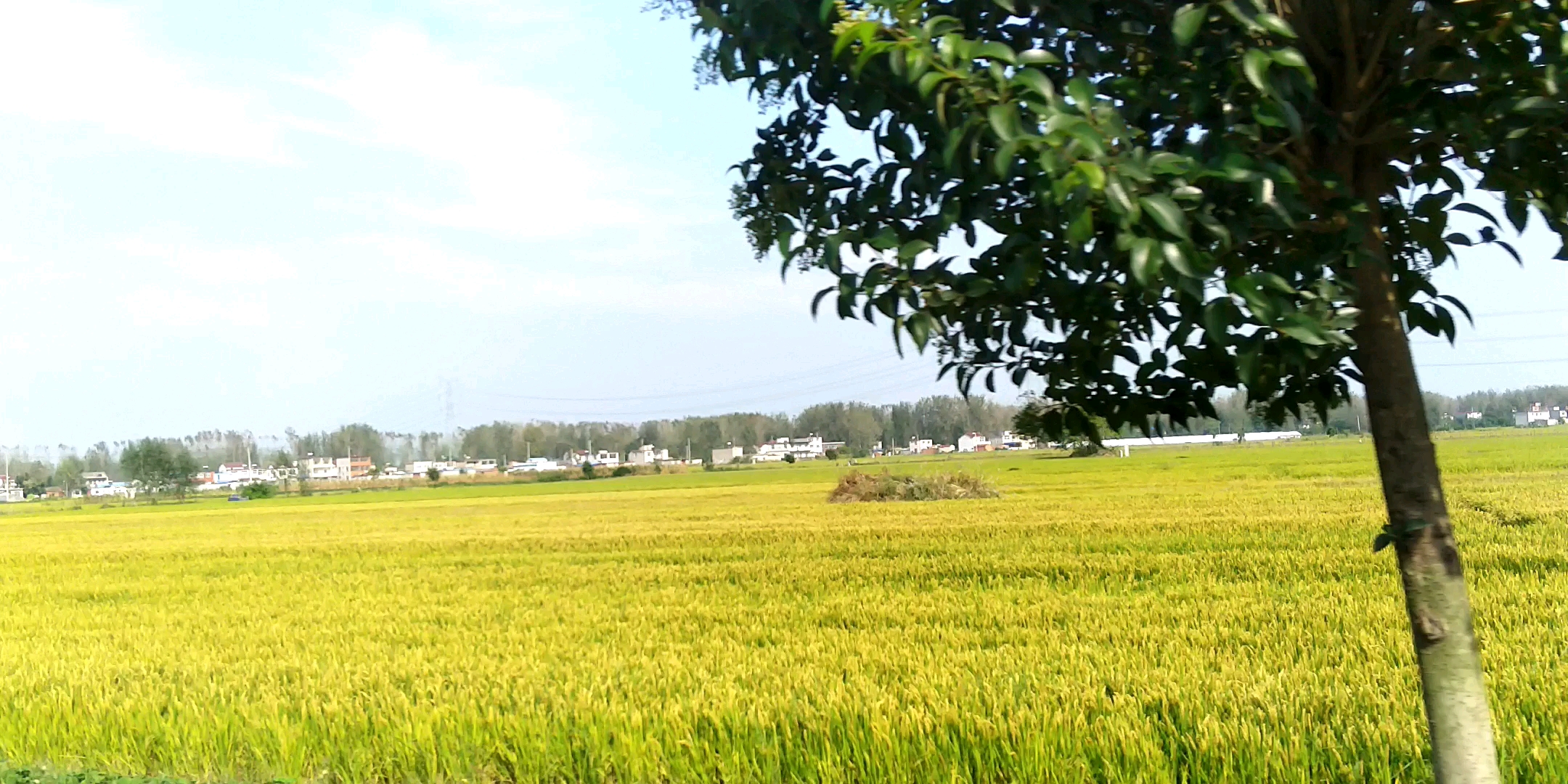 庆国庆稻花飘香秋季收获季节假期快乐随拍田野风景哔哩哔哩bilibili