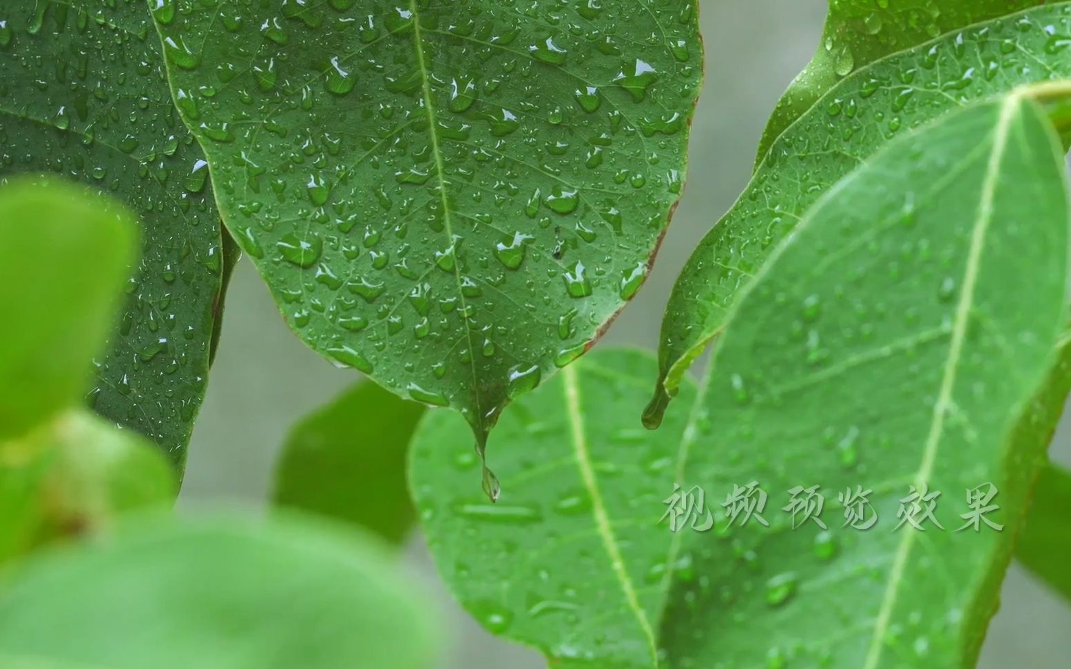 c434 2K高清画质绿色植物树叶绿叶雨水珠露滴露珠摇曳近焦特写大自然雨后露水高清实拍视频素材哔哩哔哩bilibili