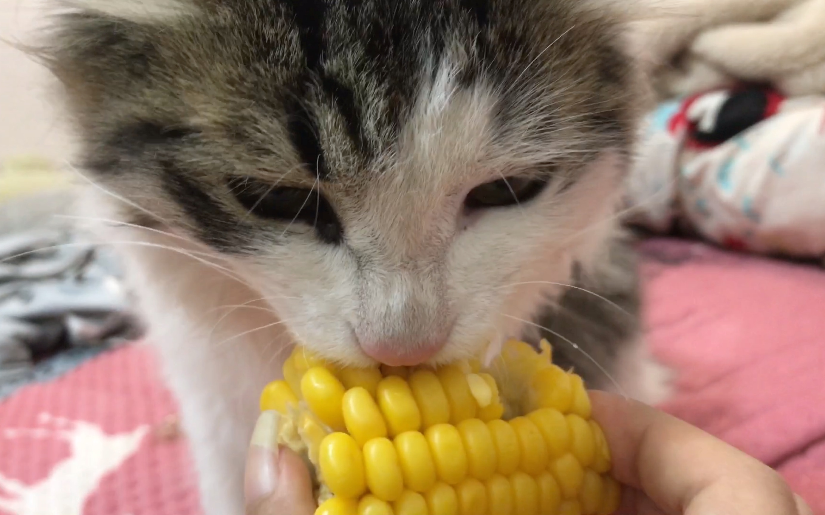 猫吃玉米,笑的相似,谁懂啊