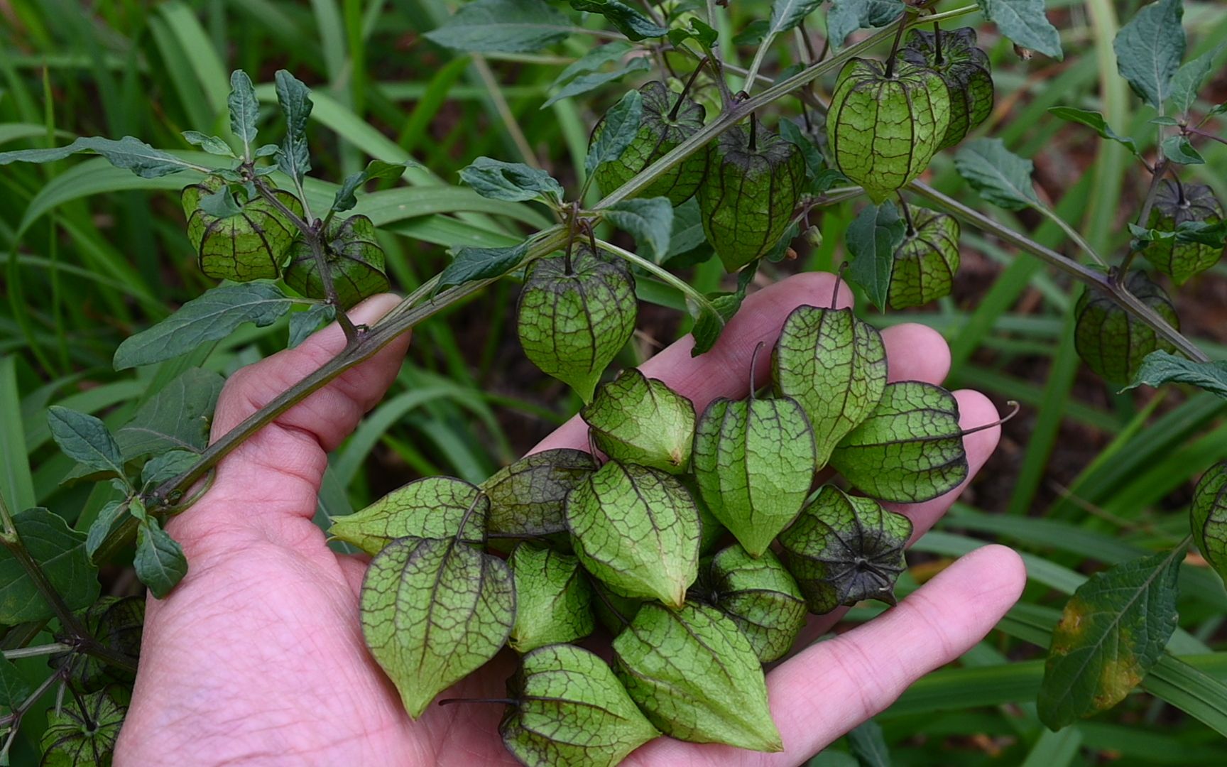 农村常见灯笼泡与黄菇娘长得相似难以区分是一种植物吗
