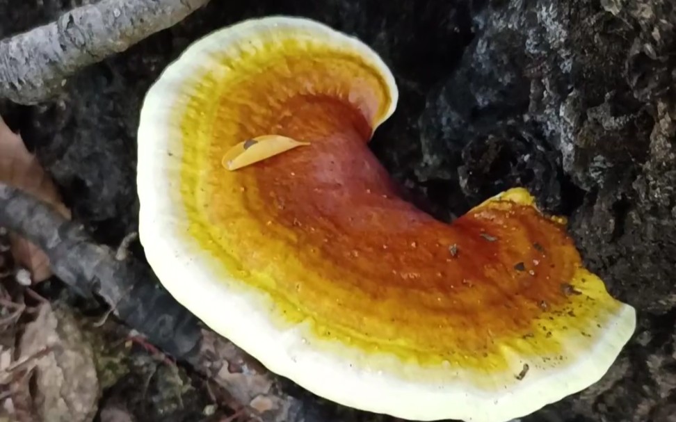 泰山本草之泰山赤灵芝