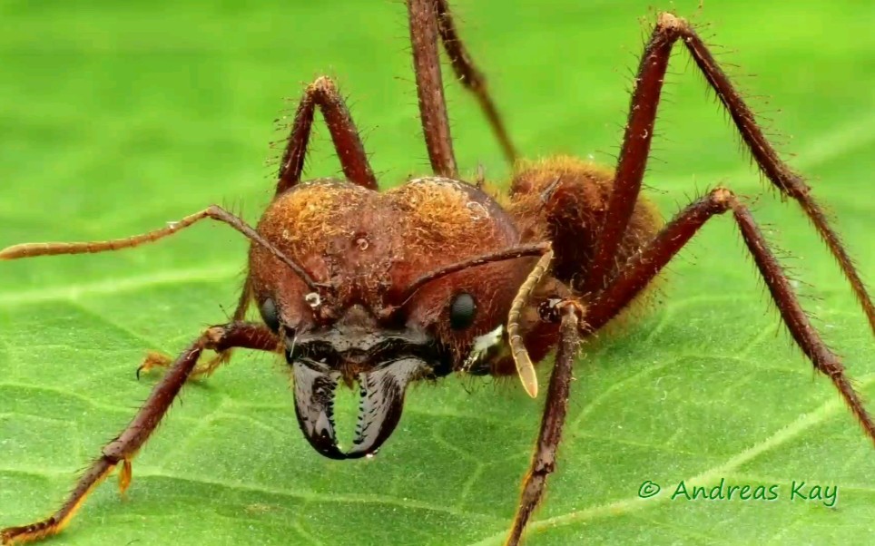 attacephalotes来自厄瓜多尔的切叶蚁兵蚁