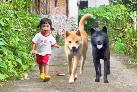 Скачать видео: 狗狗帮我带娃，每天户外玩耍抵抗力变强了，今天跟狗狗体验了淋雨和抓老鼠