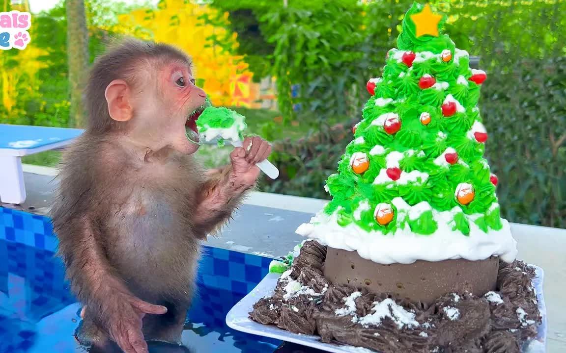 猴猴过圣诞节,吃圣诞树蛋糕