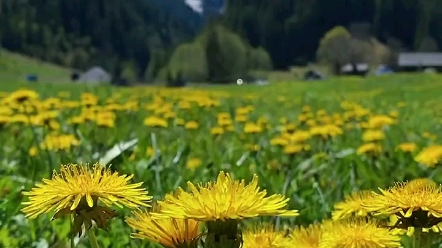 与年华烟火 温柔共生 爱生活 沐晴阳 拂晚风 心念纯净 自然天真