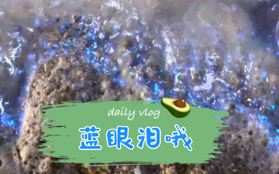 厦门海沧湾公园蓝眼泪!!哔哩哔哩bilibili