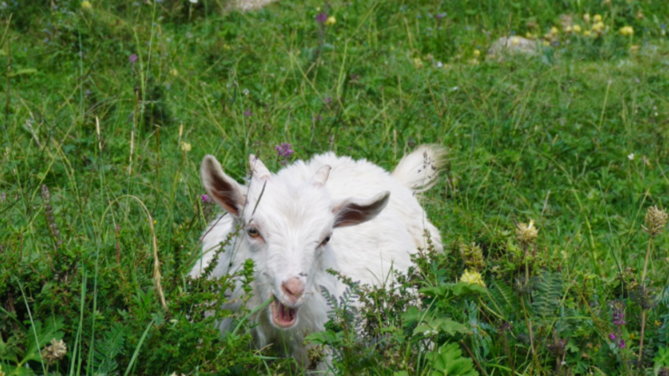 可爱小羊认真吃草