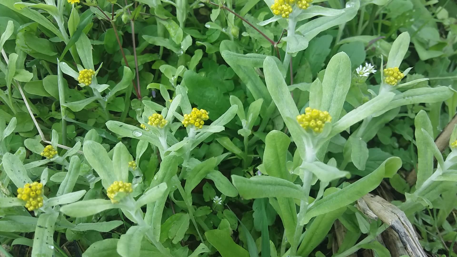 野生艾草花图片