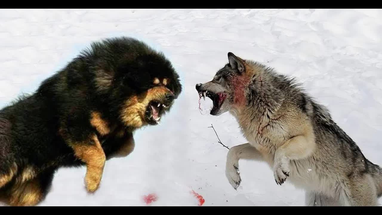 藏獒大战狼图片