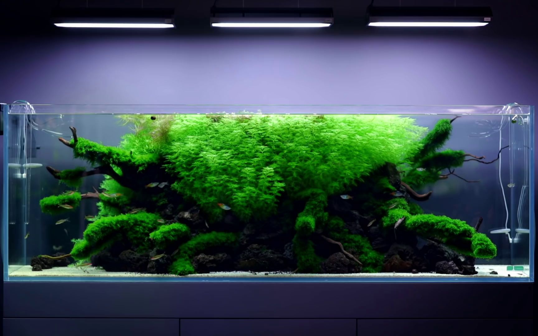 草缸 国外水族店谈水草缸