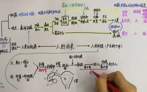 7三分钟思维导图复习"人的由来"