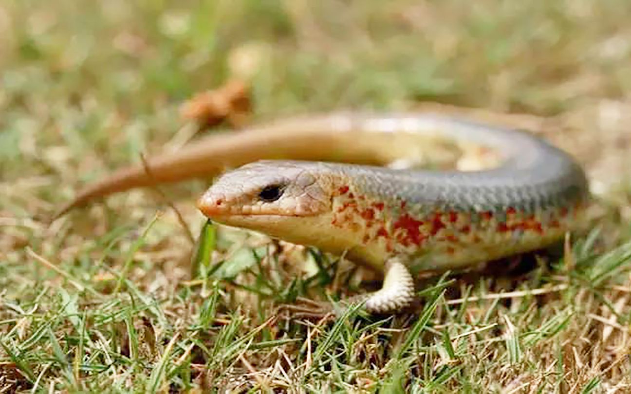 农村常见的"狗婆蛇",像长有四条腿的毒蛇,它对人有害吗?