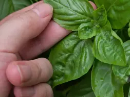 Tải video: 你还在花钱买植物吗？来学我零元购！