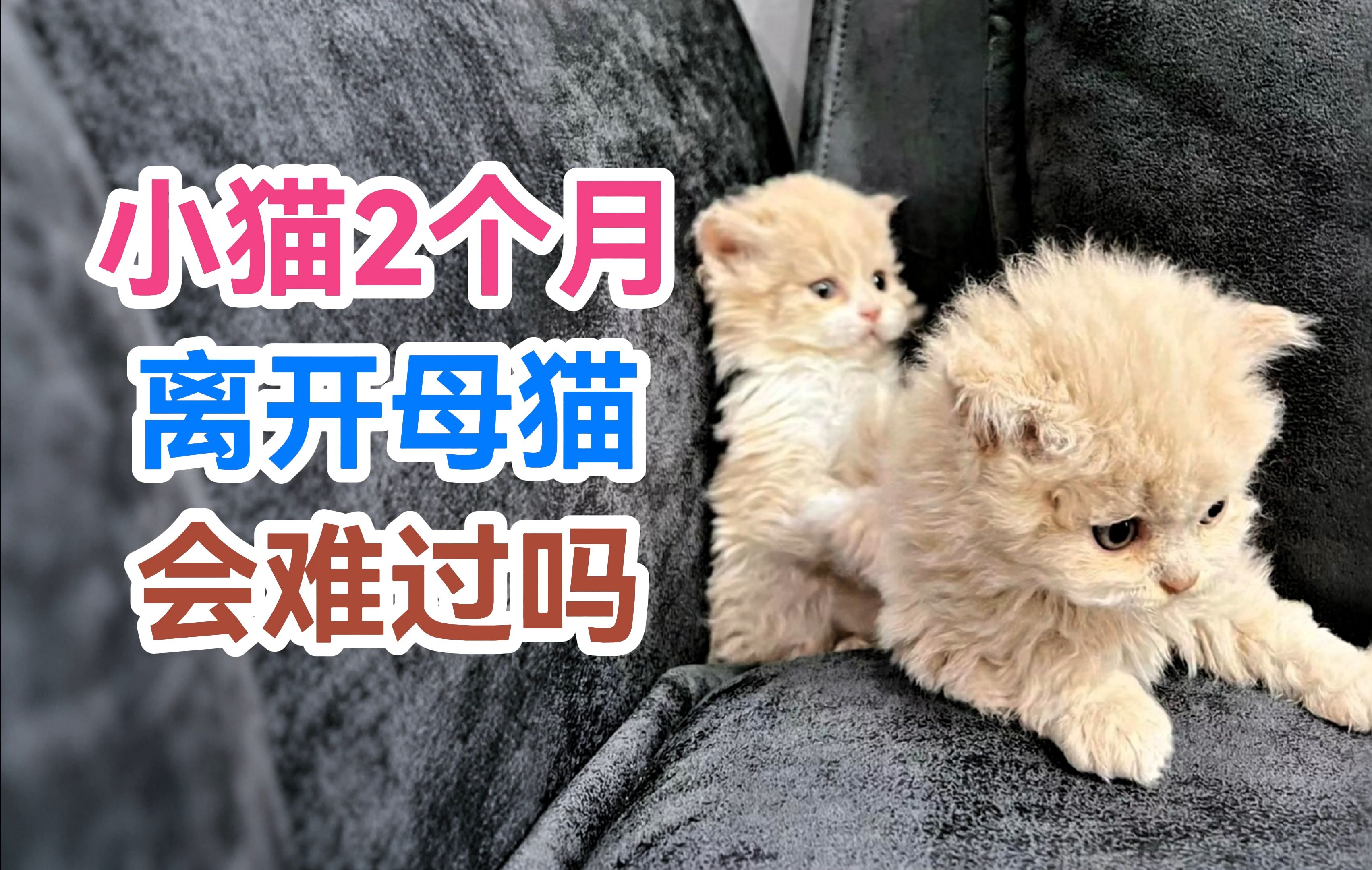 小猫2个月离开母猫会难过吗