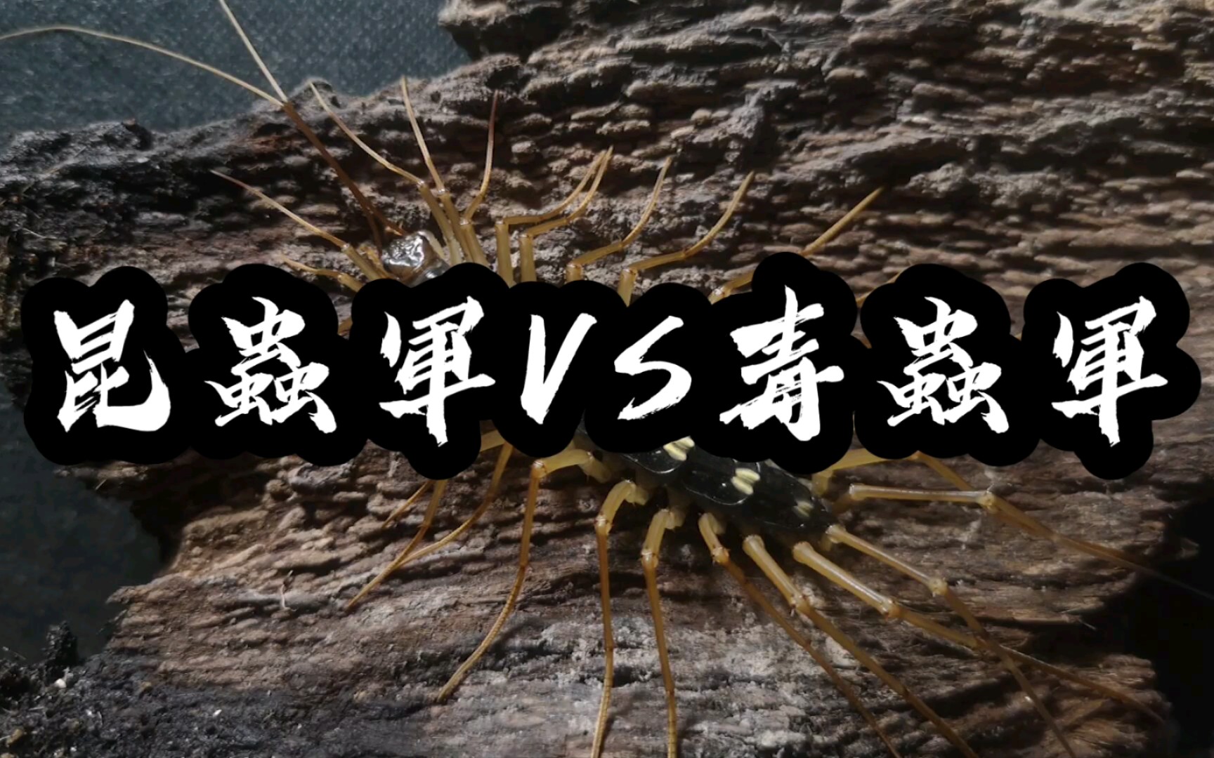 【片头素材】昆虫军vs毒虫军●new