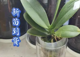 Tải video: 蝴蝶兰新苗到货，状态不错，我会在什么时候给他换植料上盆呢？