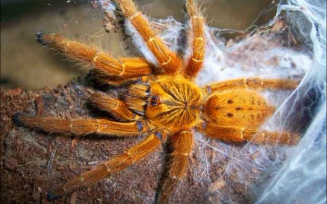 让up主超怂的非洲橙巴布/c8