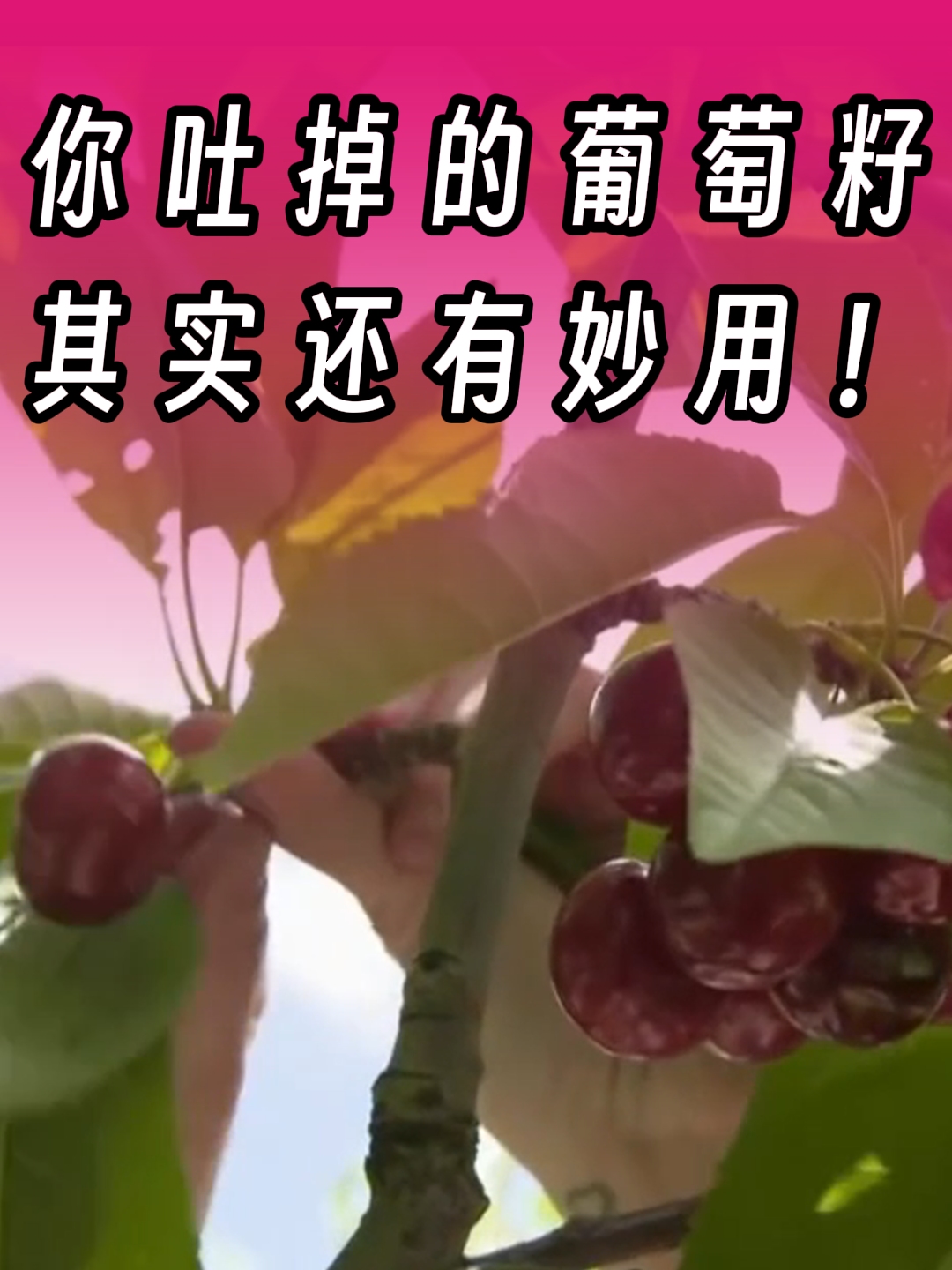 原来葡萄针叶樱桃vc是这样制作出来的