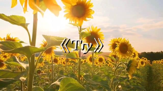 不做攀援的凌霄,要做最灿烂的向日葵,迎着光,独自美丽!@卡布叻_周深