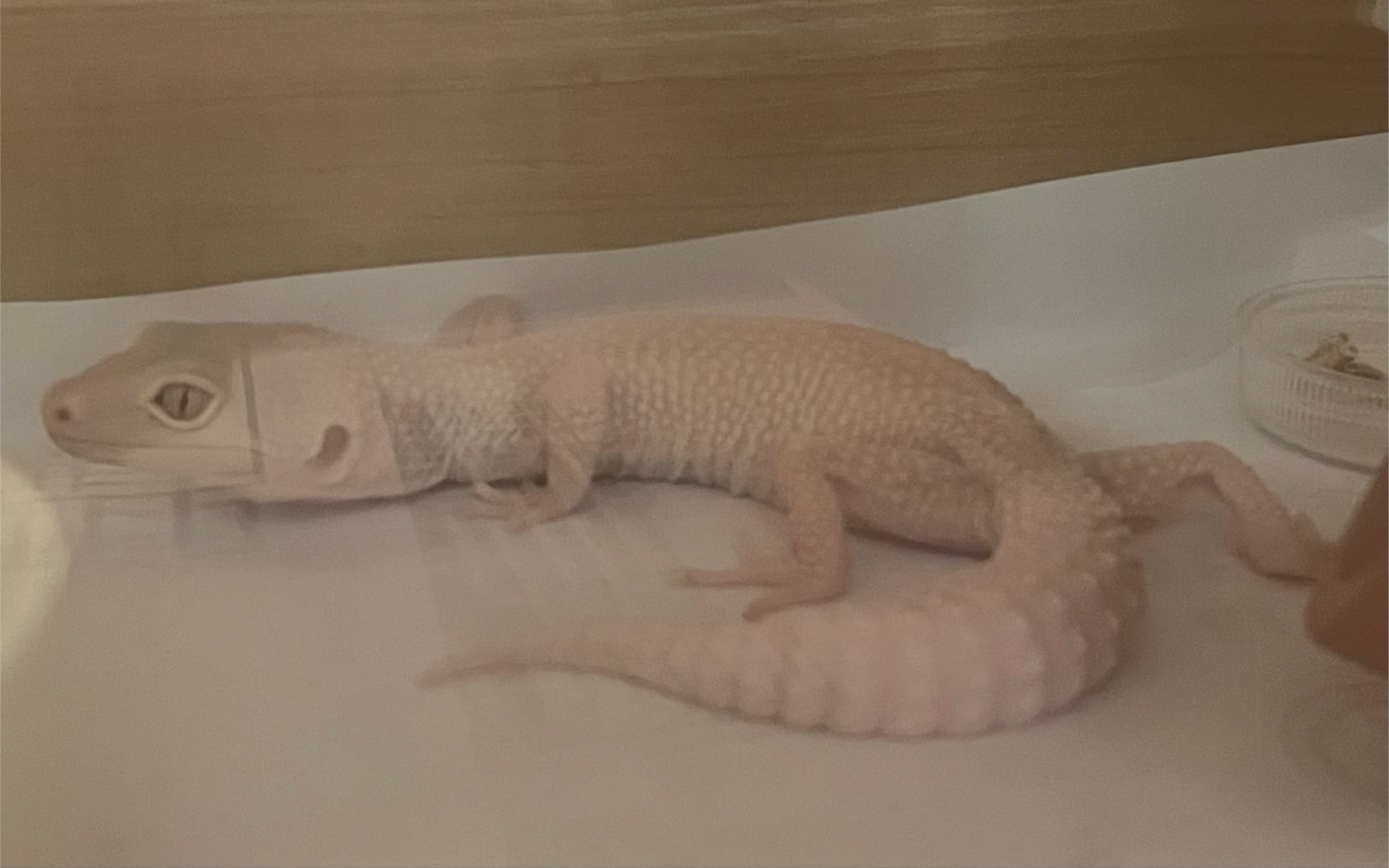 豹纹守宫 恶魔白酒 开箱视频