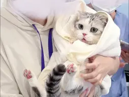 Tải video: 猫猫麻醉的样子看着好心疼