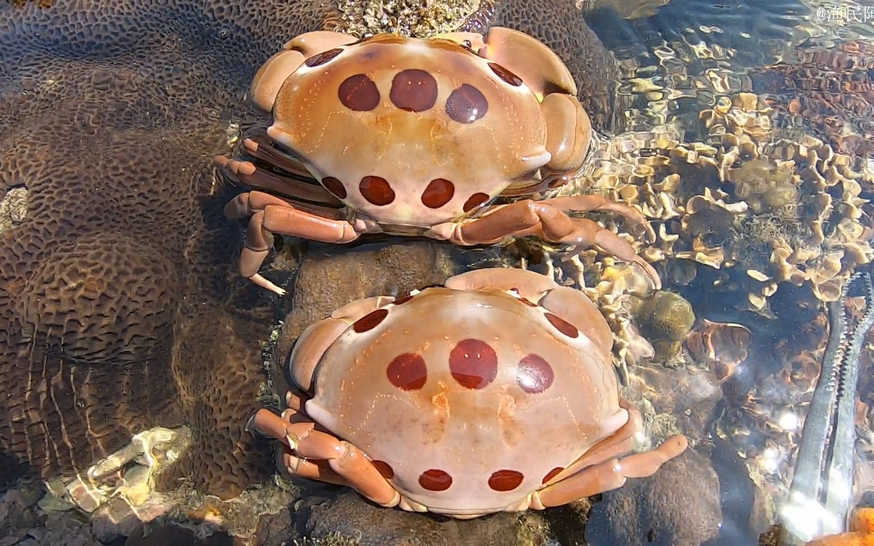 阿平赶海抓到了两只漂亮的馒头蟹,之后还抓了海鳗和龙胆石斑鱼